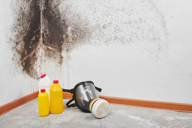 Best Attic Mold Removal  in Hillcrest, CA