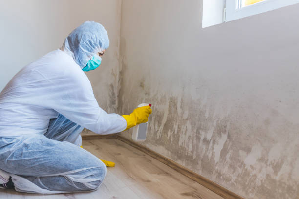 Mold Testing and Removal in Hillcrest, CA
