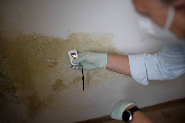 Best Mold Remediation Experts  in Hillcrest, CA