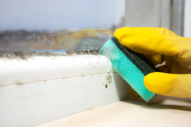 Best Local Mold Removal Service  in Hillcrest, CA