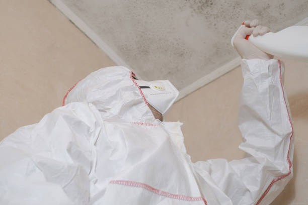 Best Certified Mold Removal  in Hillcrest, CA