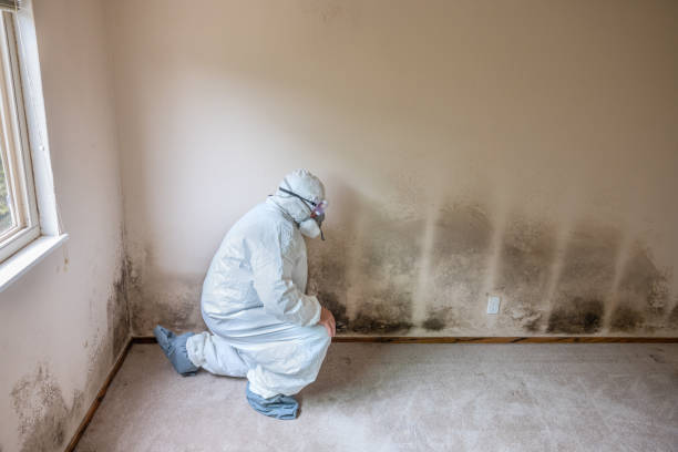 Best Office Mold Removal Services  in Hillcrest, CA