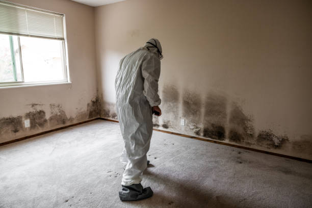 Best Black Mold Removal  in Hillcrest, CA