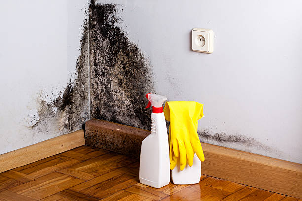 Best Commercial Mold Removal  in Hillcrest, CA