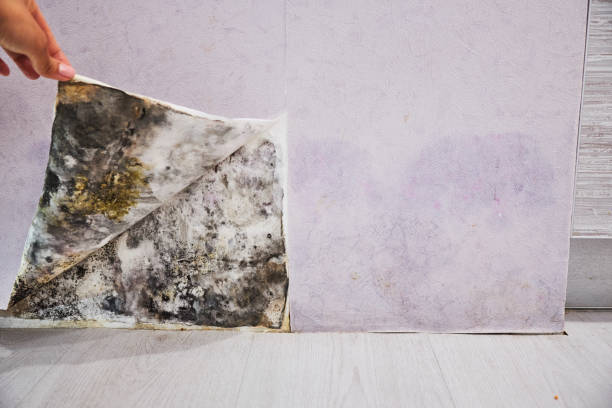 Best Local Mold Removal Service  in Hillcrest, CA